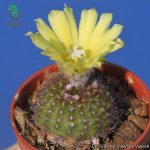 بذر کاکتوس فرایلیا شیلینزکیانا Frailea schilinzkyana seeds