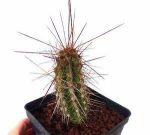 بذر کاکتوس اولیچنیا برویفلورا | اولیکنیا بریفلورا | Eulychnia breviflora seeds
