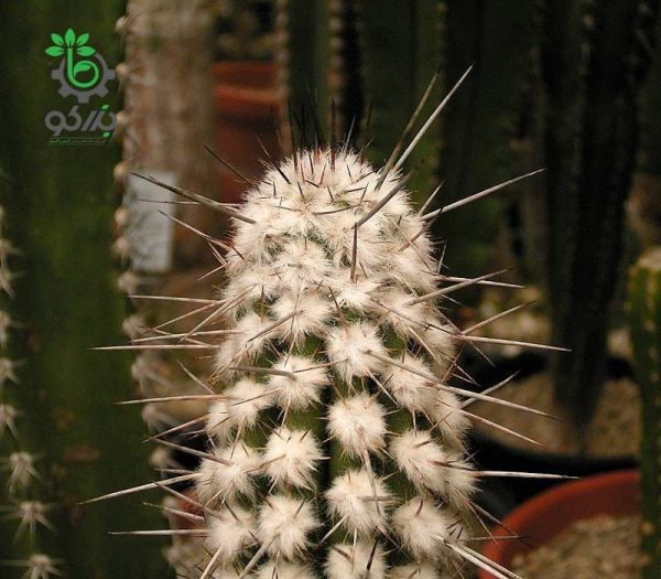 بذر کاکتوس اولیچنیا برویفلورا | اولیکنیا بریفلورا | Eulychnia breviflora seeds