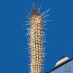 بذر کاکتوس اولیچنیا برویفلورا | اولیکنیا بریفلورا | Eulychnia breviflora seeds