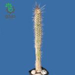 بذر کاکتوس اولیچنیا برویفلورا | اولیکنیا بریفلورا | Eulychnia breviflora seeds