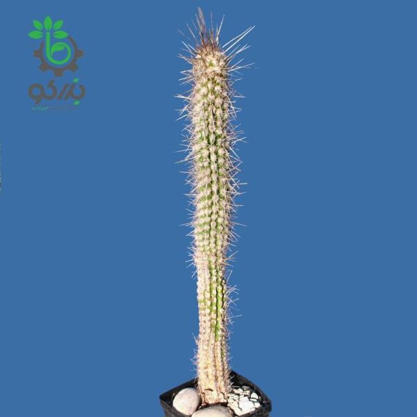 بذر کاکتوس اولیچنیا برویفلورا | اولیکنیا بریفلورا | Eulychnia breviflora seeds