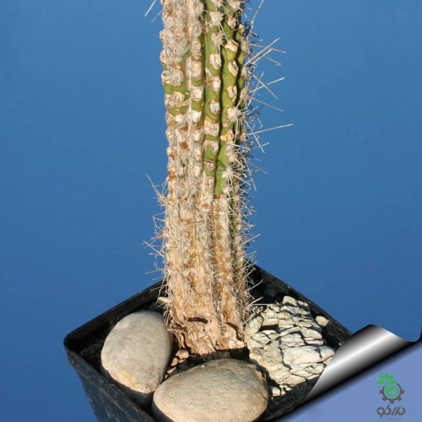 بذر کاکتوس اولیچنیا برویفلورا | اولیکنیا بریفلورا | Eulychnia breviflora seeds