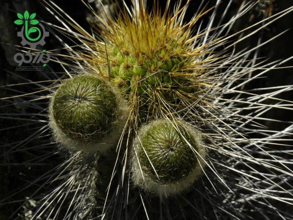 بذر کاکتوس اولیچنیا برویفلورا | اولیکنیا بریفلورا | Eulychnia breviflora seeds