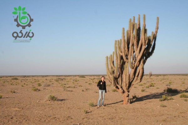 بذر کاکتوس اولیک نیا اسیدا | میوه پوکایو | Eulychnia Acida seeds