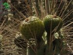 بذر کاکتوس اولیک نیا اسیدا | میوه پوکایو | Eulychnia Acida seeds