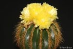 بذر کاکتوس پارودیا واراسی | Parodia warasii | Eriocactus warasii