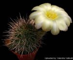 بذر کاکتوس اچینوپسیس اورئا لوکومالا | Pseudolobivia aurea v leucomalla | Echinopsis aurea