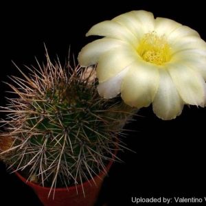 بذر کاکتوس اچینوپسیس اورئا لوکومالا | Pseudolobivia aurea v leucomalla | Echinopsis aurea