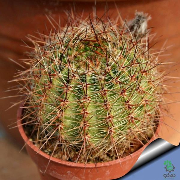 بذر کاکتوس اچینوپسیس اورئا لوکومالا | Pseudolobivia aurea v leucomalla | Echinopsis aurea