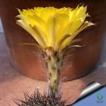 بذر کاکتوس اچینوپسیس اورئا لوکومالا | Pseudolobivia aurea v leucomalla | Echinopsis aurea