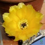 بذر کاکتوس اچینوپسیس اورئا لوکومالا | Pseudolobivia aurea v leucomalla | Echinopsis aurea