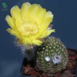 بذر کاکتوس اچینوپسیس اورئا لوکومالا | Pseudolobivia aurea v leucomalla | Echinopsis aurea