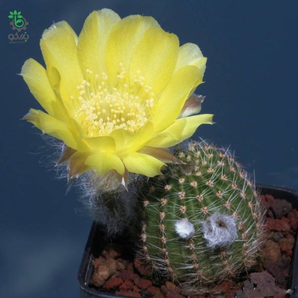 بذر کاکتوس اچینوپسیس اورئا لوکومالا | Pseudolobivia aurea v leucomalla | Echinopsis aurea