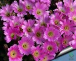 بذر کاکتوس دم سگی یا  اچینوسرئوس پنتالوفوس |  Echinocereus pentalophus procumbens