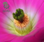 بذر کاکتوس دم سگی یا  اچینوسرئوس پنتالوفوس |  Echinocereus pentalophus procumbens