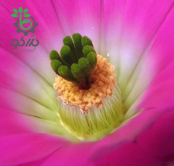 بذر کاکتوس دم سگی یا  اچینوسرئوس پنتالوفوس |  Echinocereus pentalophus procumbens