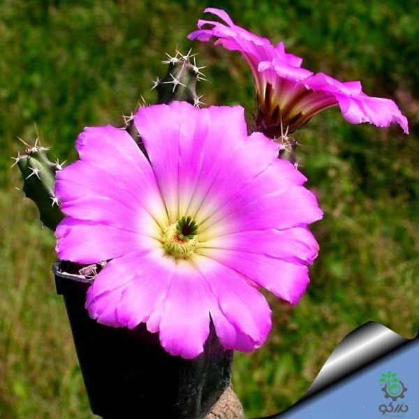 بذر کاکتوس دم سگی یا  اچینوسرئوس پنتالوفوس |  Echinocereus pentalophus procumbens