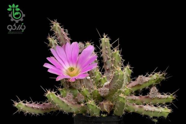بذر کاکتوس دم سگی یا  اچینوسرئوس پنتالوفوس |  Echinocereus pentalophus procumbens