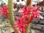 بذر کاکتوس کلیستو کاکتوس سامایپاتانوس | Bolivicereus samaipatanus | Cleistocactus samaipatanus