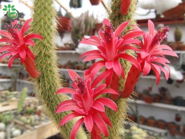 بذر کاکتوس کلیستو کاکتوس سامایپاتانوس | Bolivicereus samaipatanus | Cleistocactus samaipatanus