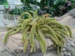 بذر کاکتوس کلیستو کاکتوس سامایپاتانوس | Bolivicereus samaipatanus | Cleistocactus samaipatanus
