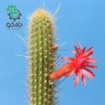 بذر کاکتوس کلیستو کاکتوس سامایپاتانوس | Bolivicereus samaipatanus | Cleistocactus samaipatanus