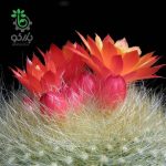 بذر کاکتوس پارودیا هاسلبرگی | Brasilicactus haselbergii  | Parodia haselbergii
