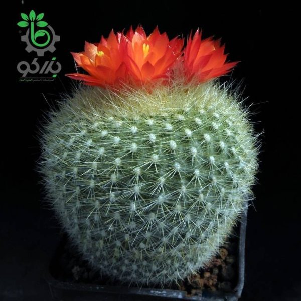 بذر کاکتوس پارودیا هاسلبرگی | Brasilicactus haselbergii  | Parodia haselbergii