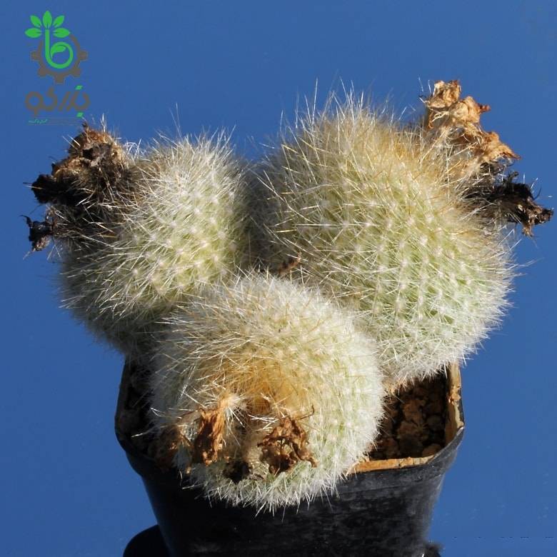 بذر کاکتوس پارودیا هاسلبرگی | Brasilicactus haselbergii  | Parodia haselbergii