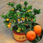 بذر نارنگی کلمانتین (Clemantine)