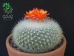 بذر کاکتوس پارودیا هاسلبرگی | Brasilicactus haselbergii  | Parodia haselbergii