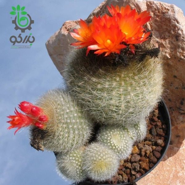 بذر کاکتوس پارودیا هاسلبرگی | Brasilicactus haselbergii  | Parodia haselbergii
