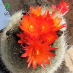 بذر کاکتوس پارودیا هاسلبرگی | Brasilicactus haselbergii  | Parodia haselbergii