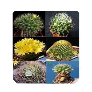 بذر کاکتوس دلیچوتله میکس Dolichothele mix seeds