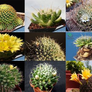 بذر کاکتوس دلیچوتله میکس Dolichothele mix seeds