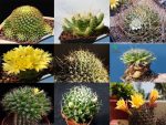 بذر کاکتوس دلیچوتله میکس Dolichothele mix seeds