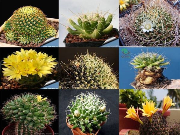 بذر کاکتوس دلیچوتله میکس Dolichothele mix seeds