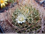 بذر کاکتوس دلیچوتله میکس Dolichothele mix seeds