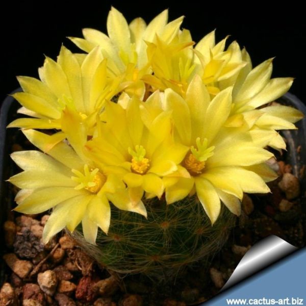 بذر کاکتوس دلیچوتله میکس Dolichothele mix seeds