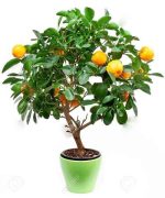 بذر نارنگی کلمانتین (Clemantine)
