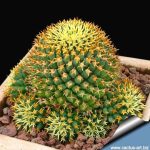بذر کاکتوس دلیچوتله میکس Dolichothele mix seeds