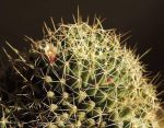 بذر کاکتوس دلیچوتله میکس Dolichothele mix seeds