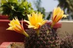 بذر کاکتوس دلیچوتله میکس Dolichothele mix seeds