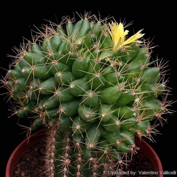 بذر کاکتوس دلیچوتله میکس Dolichothele mix seeds