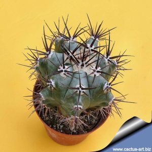 بذر کاکتوس اچینوکاکتوس پالمری | ECHINOCACTUS palmeri