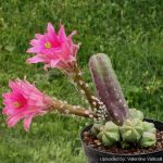 بذر کاکتوس اچینوسرئوس کوکومیس یا کاکتوس خیاری | Echinocereus cucumis seeds