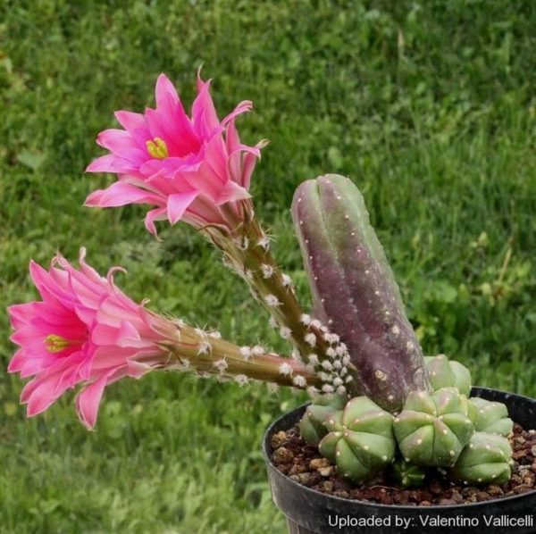 بذر کاکتوس اچینوسرئوس کوکومیس یا کاکتوس خیاری | Echinocereus cucumis seeds