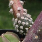 بذر کاکتوس اچینوسرئوس کوکومیس یا کاکتوس خیاری | Echinocereus cucumis seeds