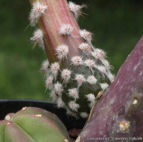 بذر کاکتوس اچینوسرئوس کوکومیس یا کاکتوس خیاری | Echinocereus cucumis seeds